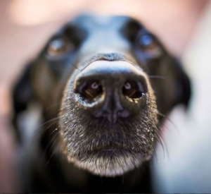 facts about dogs - amazing sense of smell