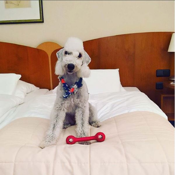 dog-friendly activities in Denver - hotel