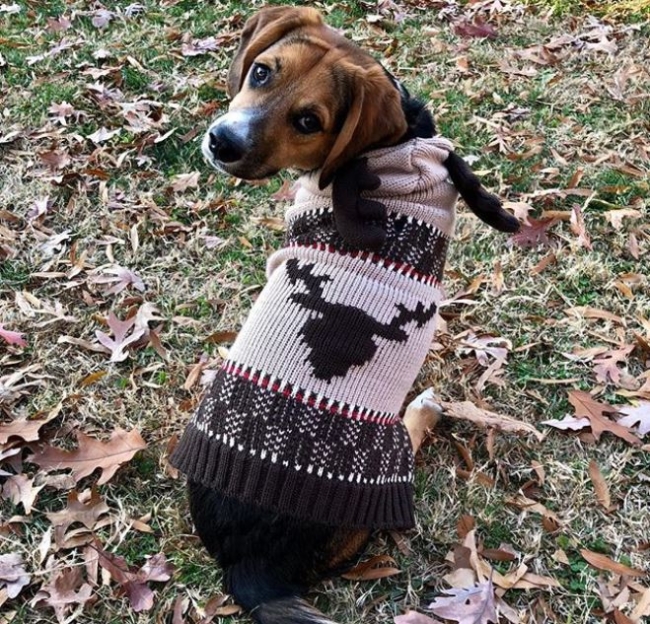 dog sweater for the winter