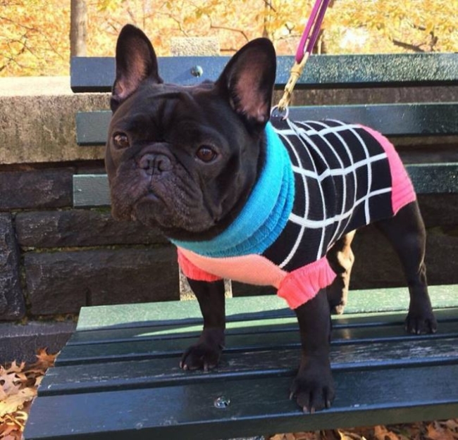 dog sweater for cold weather