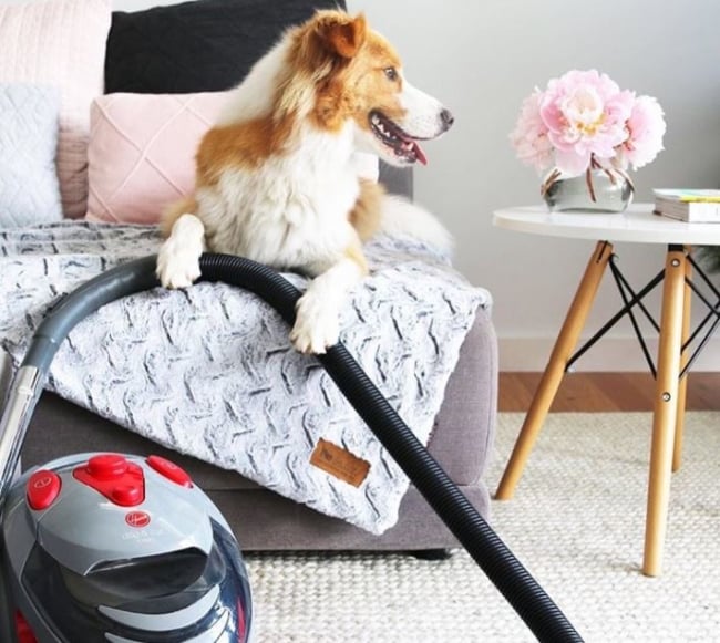 best vacuums for picking up dog hair and cat hair