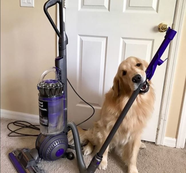 best vacuums for picking up dog hair - dyson