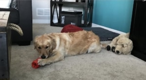 ways to keep your dog occupied - Kong toy