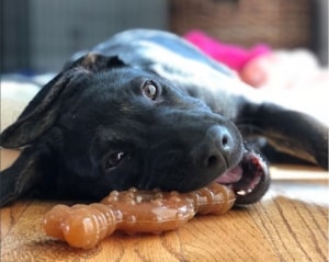 ways to keep your dog occupied - Nylabone