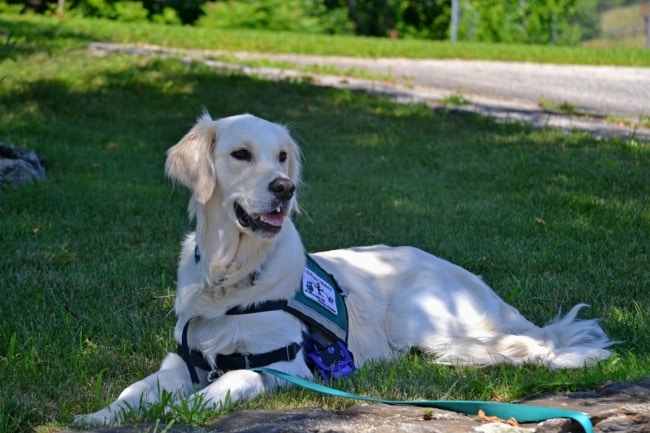 report an Uber driver if they decline a service dog