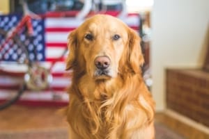report an Uber driver if they don't allow your service dog