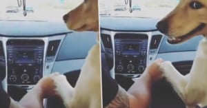 dog holds husbands hand car