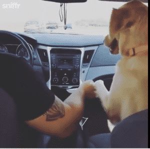 front seat dog