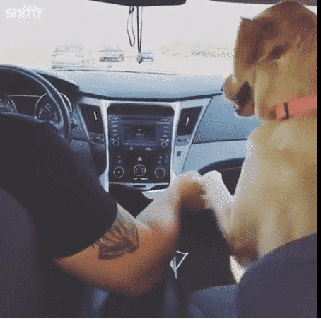 front seat dog