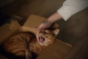 A cat comfortable in cardboard box