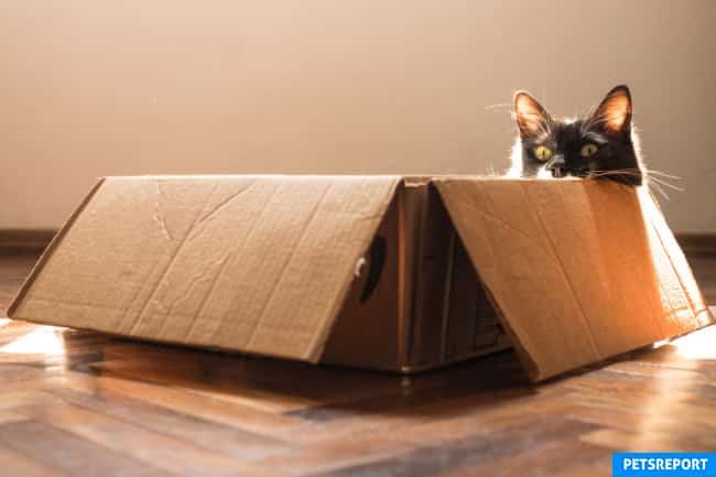 Cat peeking out of cardboard box