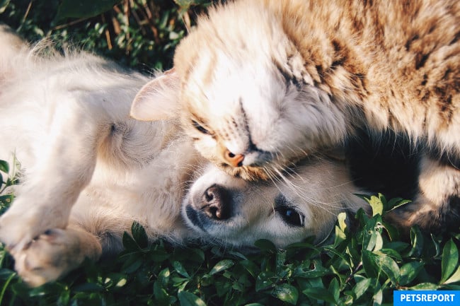 Cat and dog can be friends