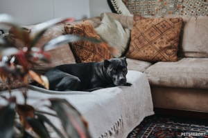 To bond with a new rescue dog allow them their space in their new house