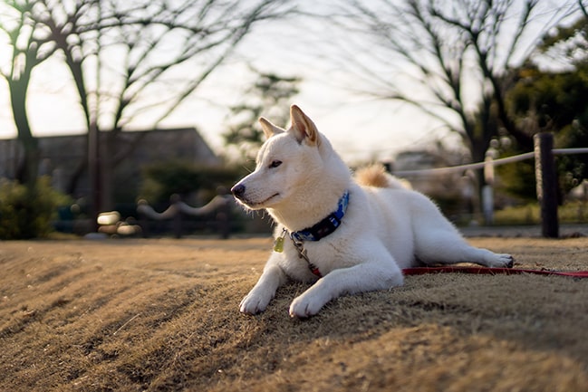 During hot summer months, adjust the time you take your dog out for walks.