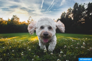 Dog outside in summer avoiding the heat peak times