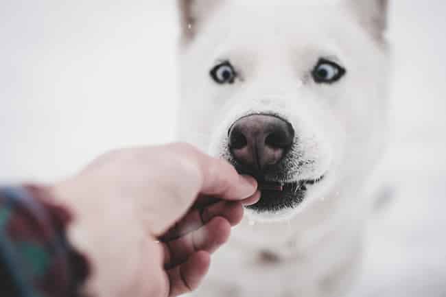 Some of the best pet cameras contain a treat dispenser, giving your pet the feeling you haven't left home