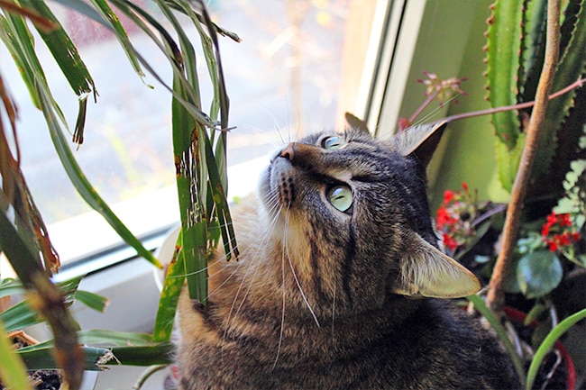 To make sure your furry family member does not chew on some toxic green, know which houseplants pet owners should avoid