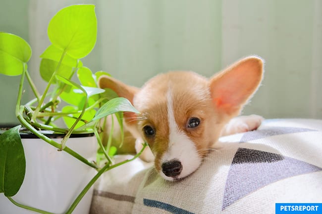 10 toxic housplants pet owners should avoid