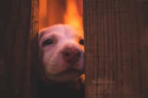 Dog hiding from a wildfire