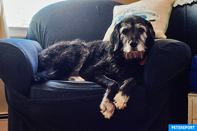 Best food for senior dogs - Senior dog indoors on couch - PetsReport