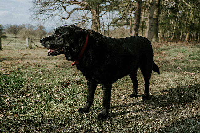 Your senior dog may not be energetic anymore but deserve the best food all the more to help prevent any health issues.