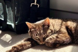 Best pet carrier reviews - Cat nap outside carrier