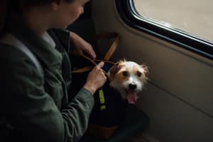 Best pet carriers review - Dog in bag on train