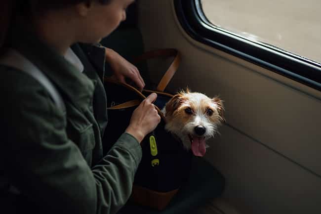 By train or by car; short or far—consider what type of trips you're taking with your dog when purchasing a pet carrier.
