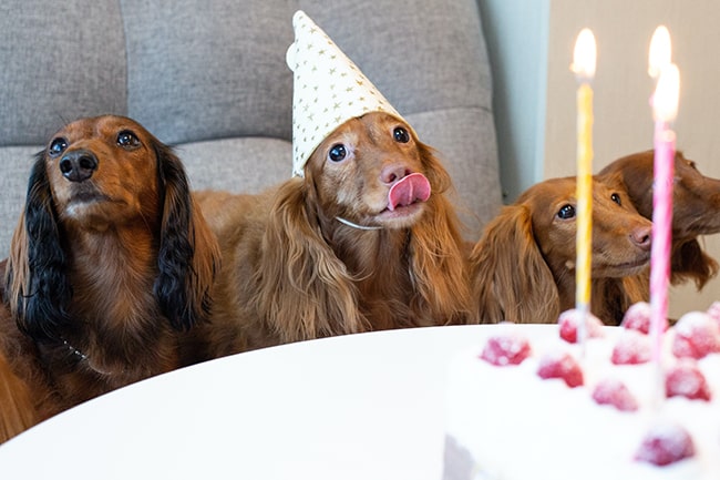 Organizing a birthday party for your dog could be one item on your bucket list with your pet.