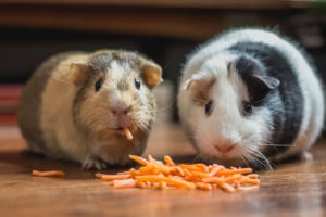 Pros and cons of owning a pet - Hamster eating food