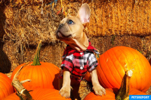 Is pumpkin safe for you pets? - PetsReport