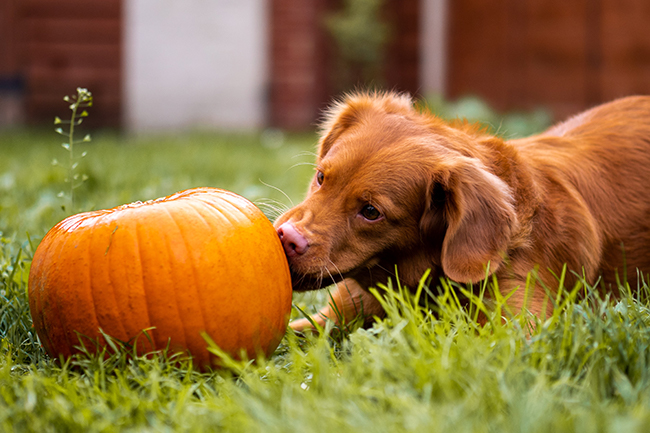 Is pumpkin safe for you pets? - PetsReport