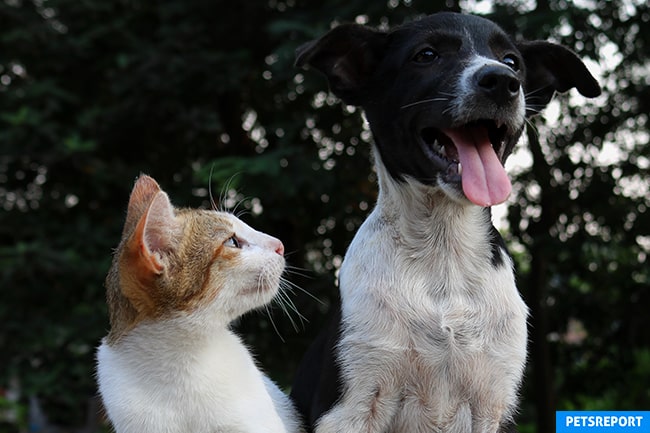 10 dog breeds for cats - PetsReport