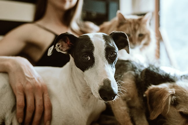 Dogs and cats can definitely be friends! If you do careful research and train the pets properly, you can soon have your own cuddle puddle with all your furry pals! - PetsReport
