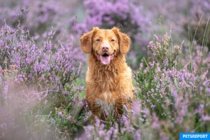 Are essential oils safe for you pets - PetsReport