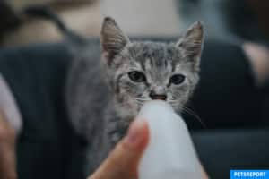 Kittens and milk don't mix - Bottle feeding cat - PetsReport