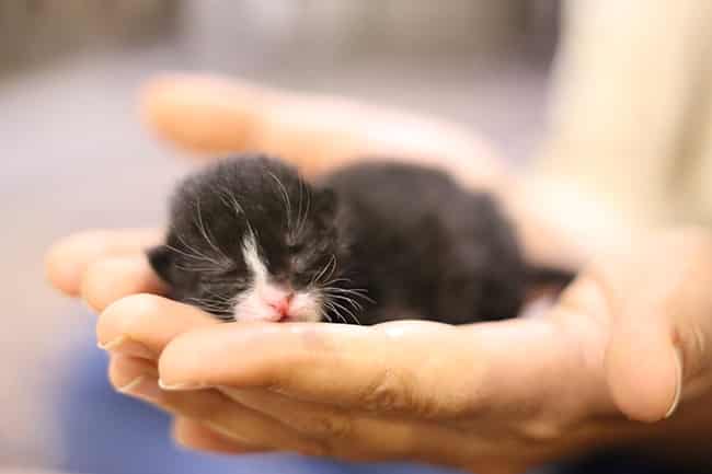 Kittens are very fragile and vulnerable. It's important to feed them correctly and be aware that kittens and milk don't mix well.