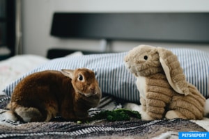 Can you potty train your rabbit - PetsReport
