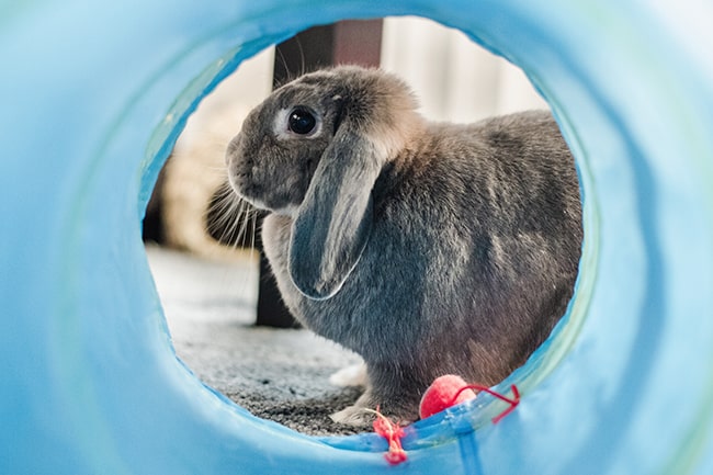 Rabbits are not just for outdoor hutches, they can make great house pets too. If you want to potty train a pet rabbit it just takes a little training and encouragement! - PetsReport