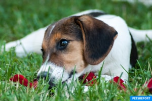 Reasons dogs eat poop - PetsReport