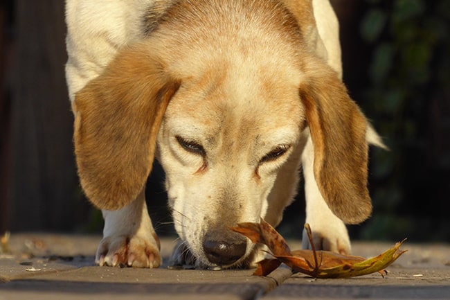 A puppy's curious phase may be one of the reasons dogs eat poop. (PetsReport)