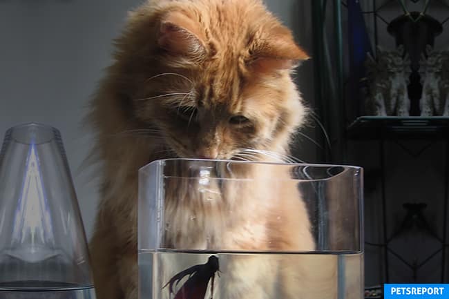 Which Fish Should Your Cat Avoid - Cat watching fish - PetsReport