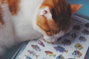 Which Fish Should Your Cat Avoid - Know the fish - PetsReport