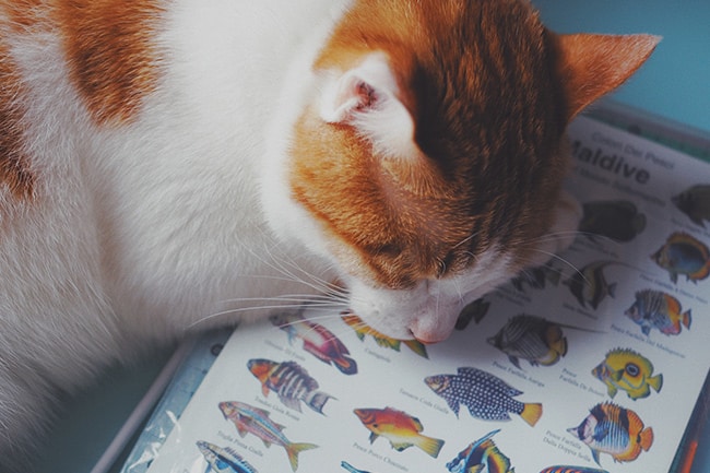 Know about the fish to understand which fish your cat should avoid. - PetsReport
