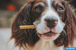 How Many Treats are Too Many Treats for Your Dog - PetsReport