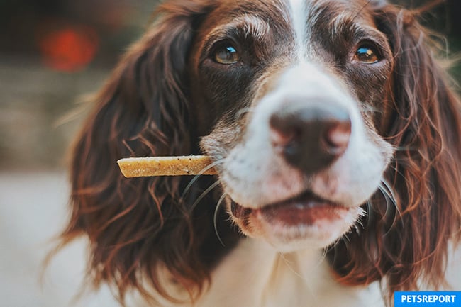How Many Treats are Too Many Treats for Your Dog - PetsReport