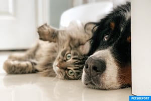 Can Cats and Dogs Get Along - PetsReport