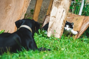 Can Cats and Dogs Get Along - Dog and Cat Fighting - PetsReport