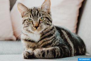 5 ways cats protect their owners - PetsReport