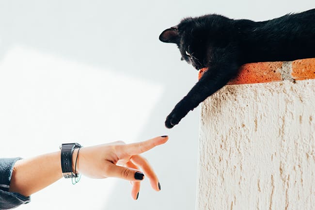 Despite their playful nature, cats can connect and protect their owners in various ways. - PetsReport